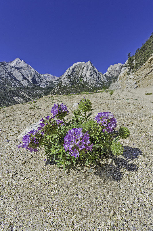 rothrockii是琉璃苣科的一种开花植物，俗称Rothrock's fiddlleaf或Rothrock's Nama。生长在内华达山脉的山脊下。惠特尼·波尔特，因约国家森林，约翰·缪尔荒野区